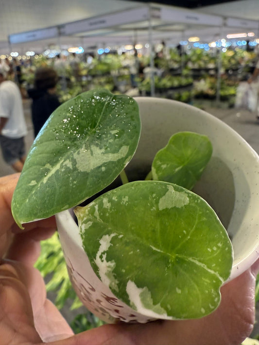 Alocasia Chaii (non TC)- Précommande Green and White Plants