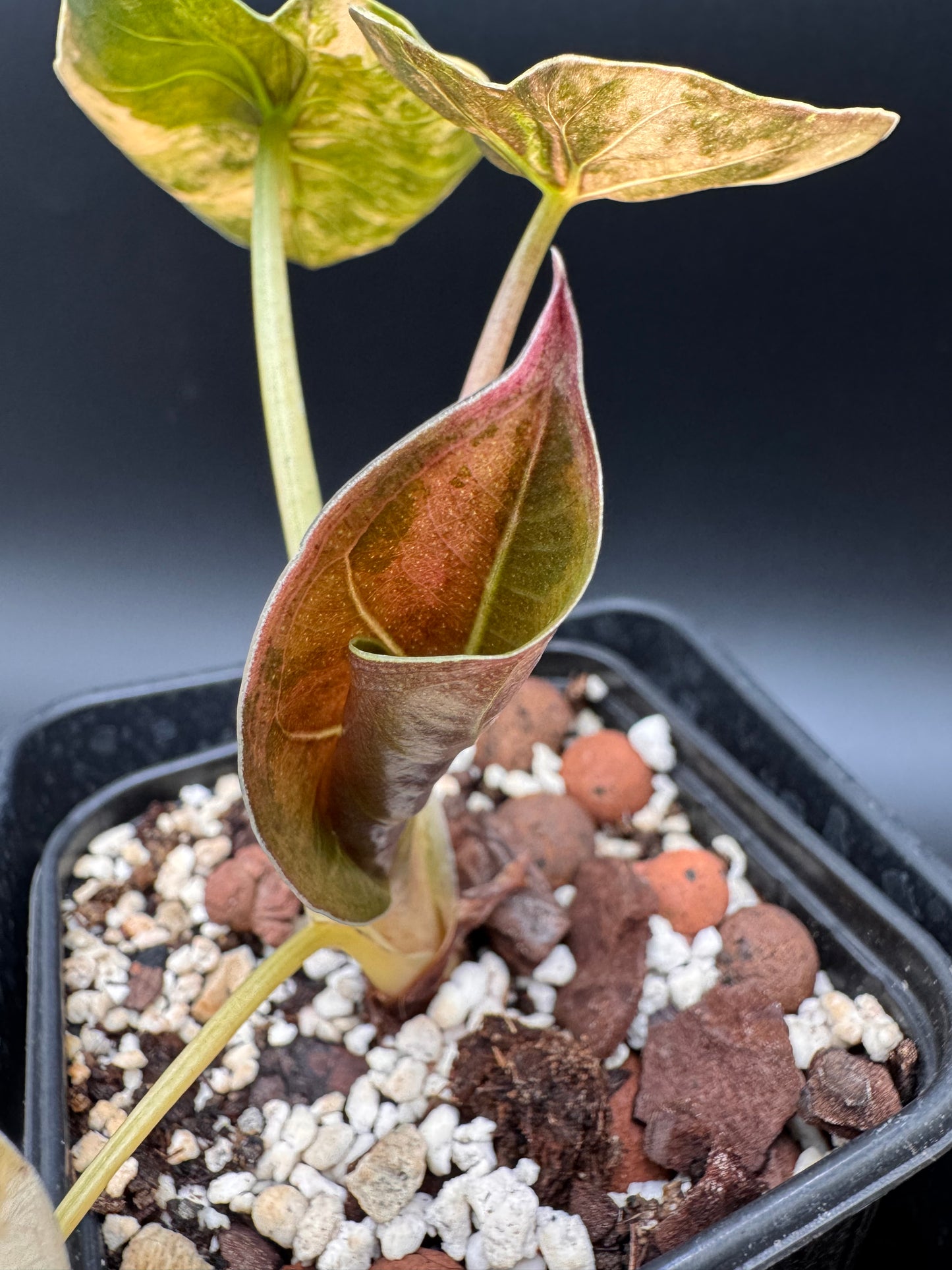 Alocasia Wentii Sunset