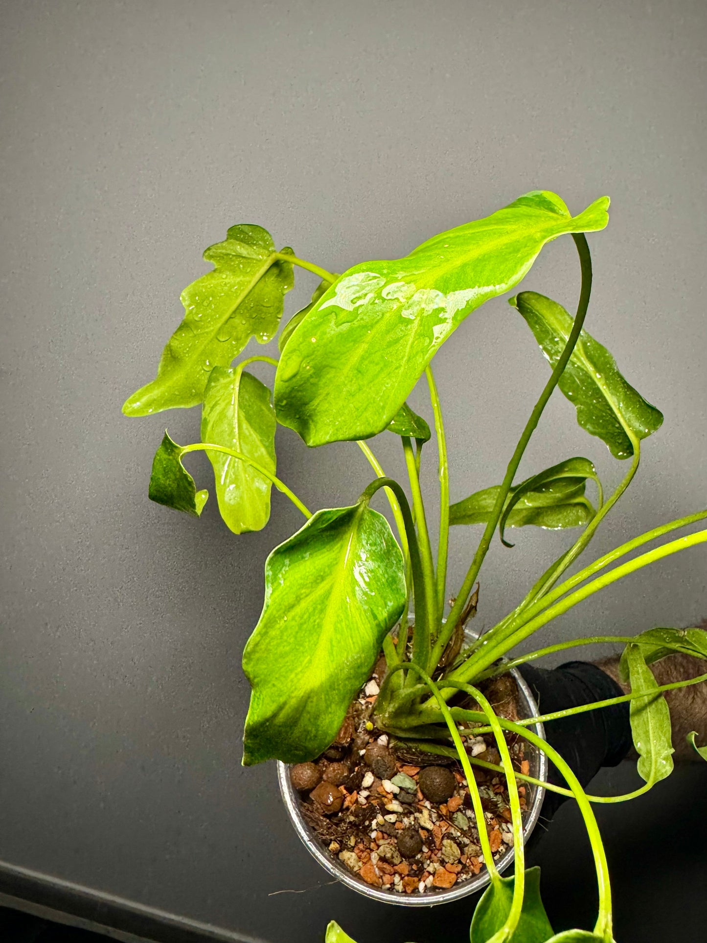 Philodendron Xanadu Variegata Green and White Plants