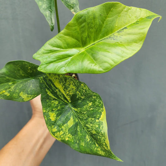 Alocasia Simpo Aurea Variegata - Précommande Green and White Plants
