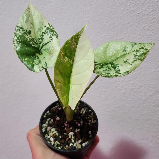 Alocasia Sinuata Albo Variegata - Précommande Green and White Plants