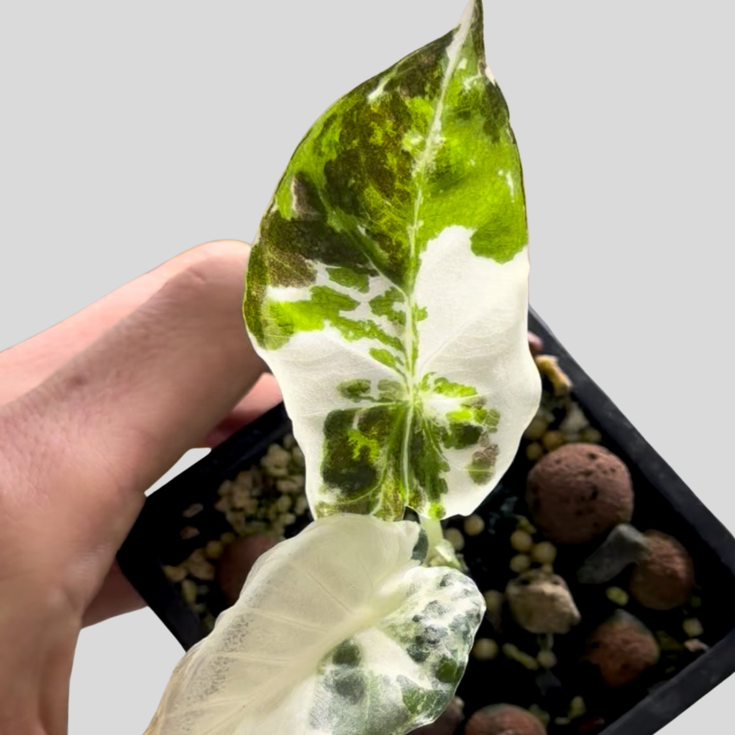 Alocasia Regal Shield Albo Variegata