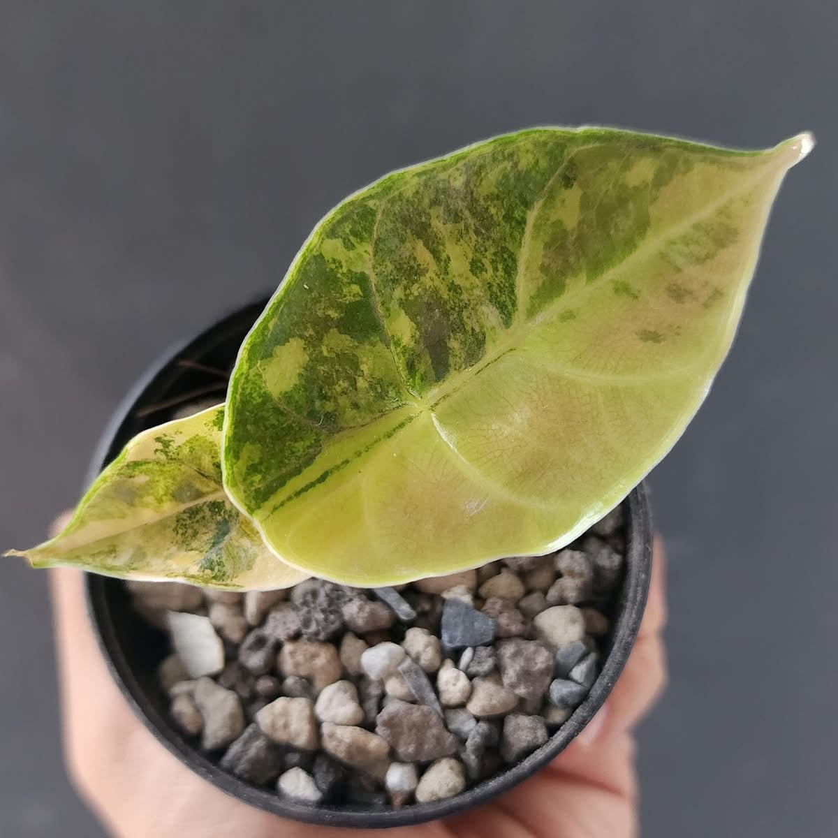 Alocasia Azlanii Aurea Green and White Plants