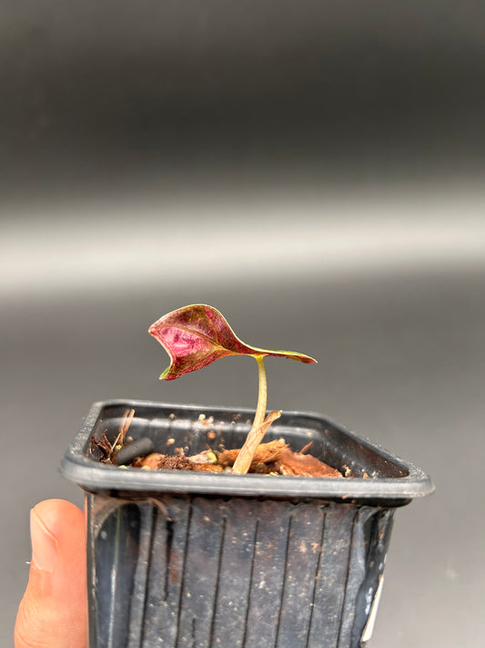 Alocasia Heart Balloon Albo/Pink / Black Velvet Pink / Alocasia Substrate - Custom-made (2x interest-free payment)