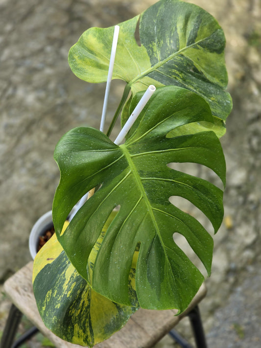 Monstera Deliciosa Orange Rusty variegata - Delivery 15 days