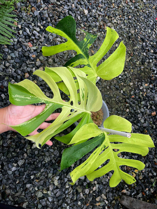 Monstera Deliciosa Lime Light - 30-day delivery