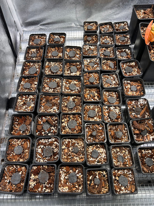 Homalomena Rubescens Pink Variegata - Section