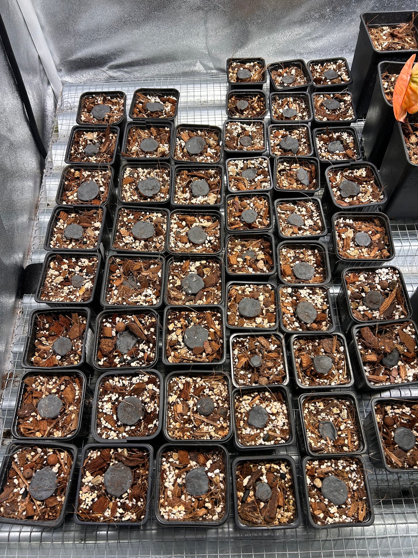 Homalomena Rubescens Pink Tricolor - Tronçon