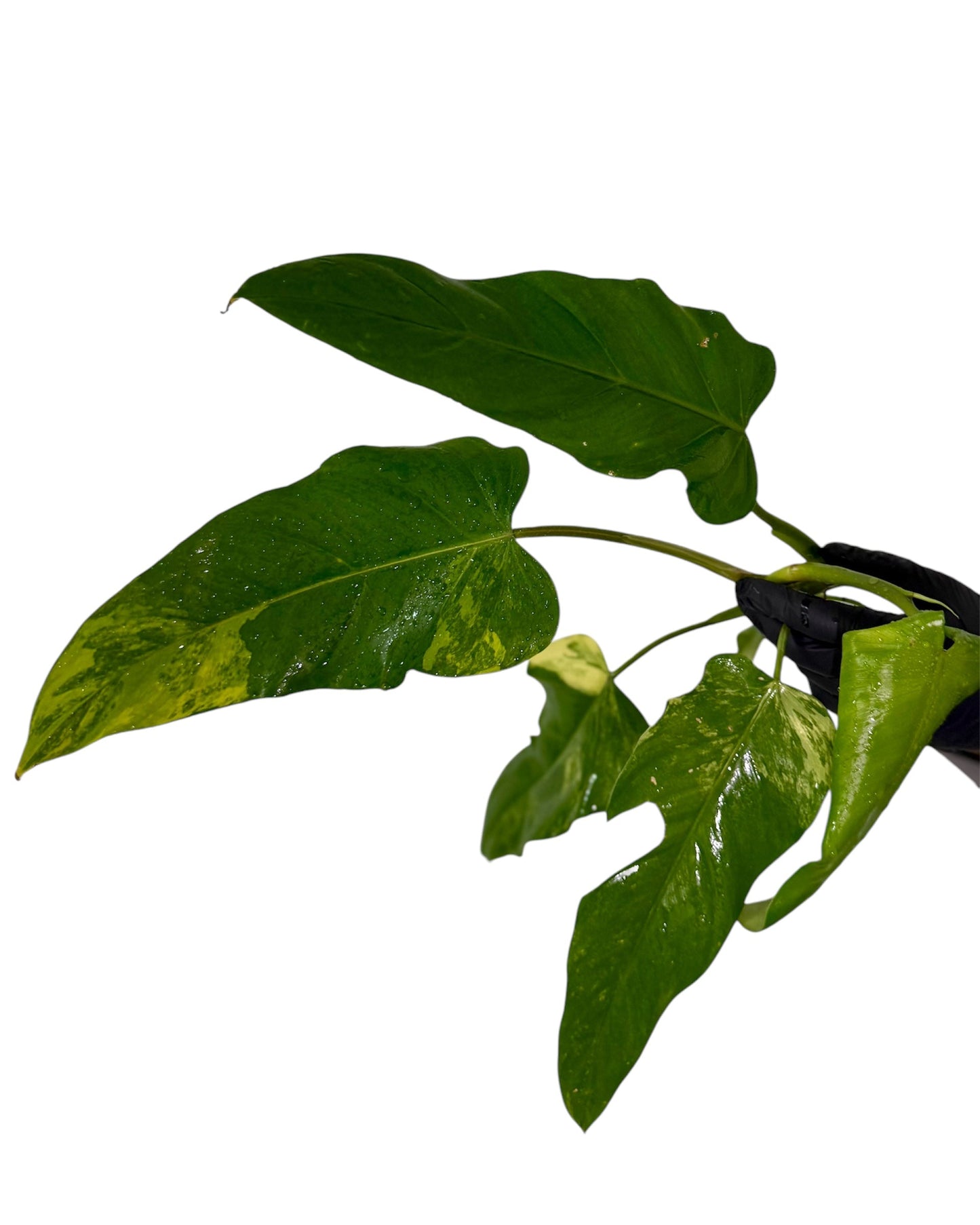 Philodendron Domesticum Variegata Green and White Plants