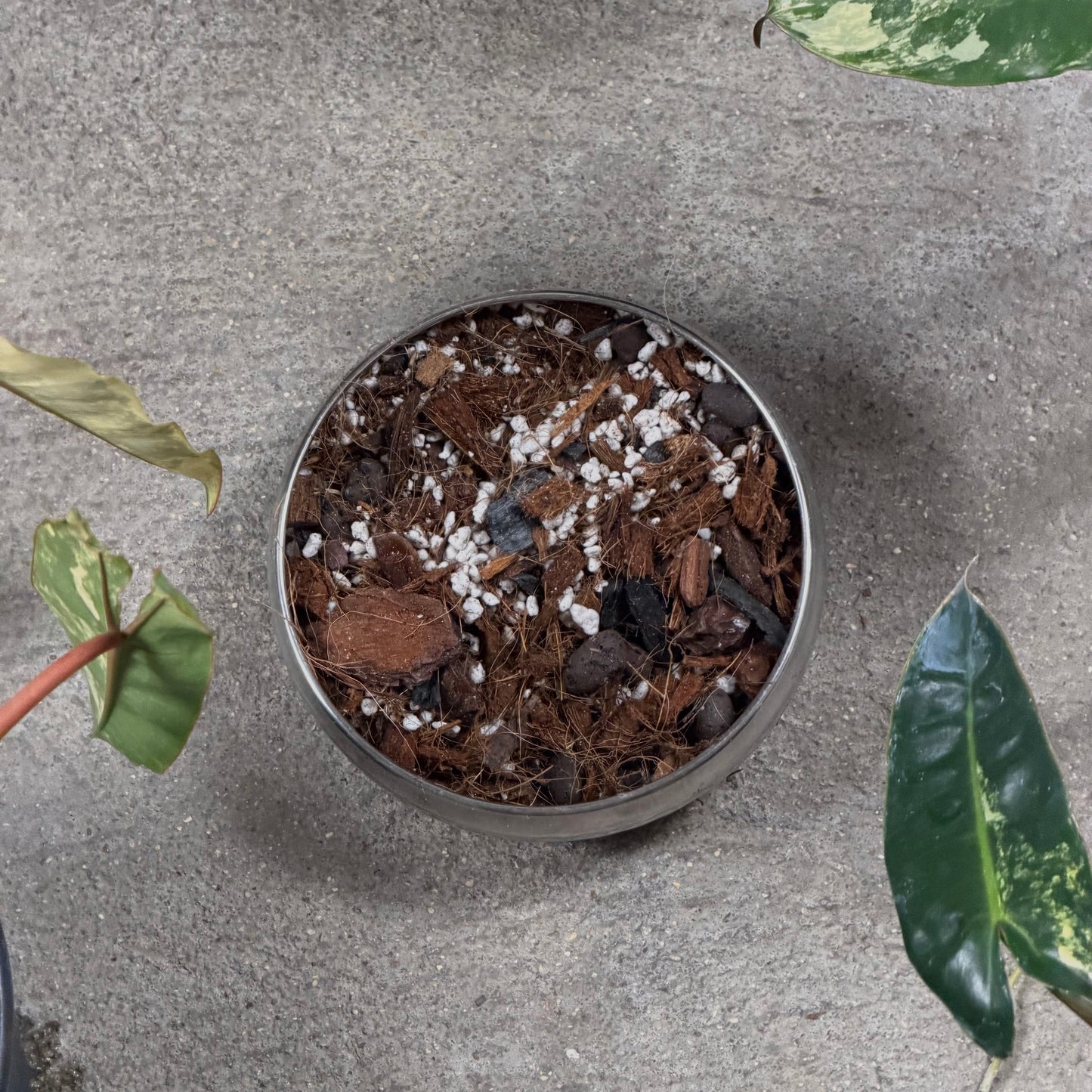 Substrat Philodendron Professionnel