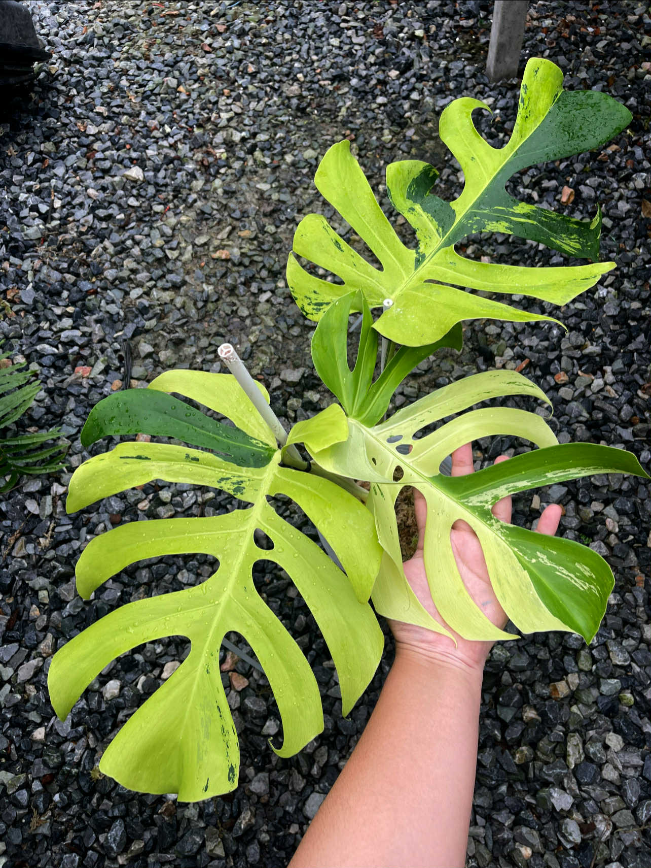 monstera deliciosa licht Monstera Deliciosa Light Lime – Rare Bright Tropical Plant – Green and White Plants