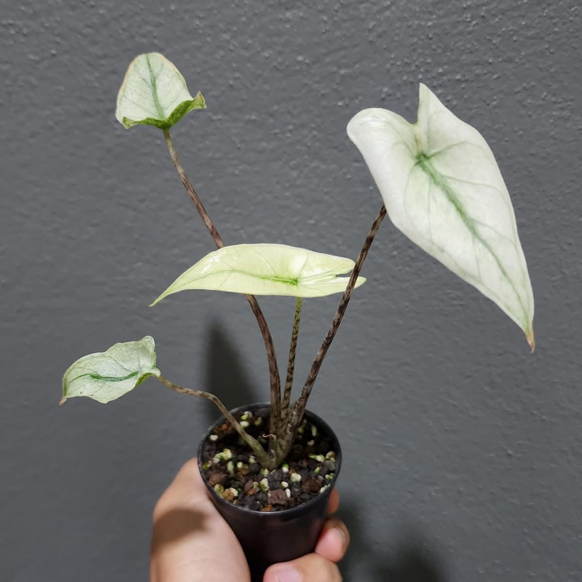 Alocasia Zebrina Mint Variegata - Précommande Green and White Plants