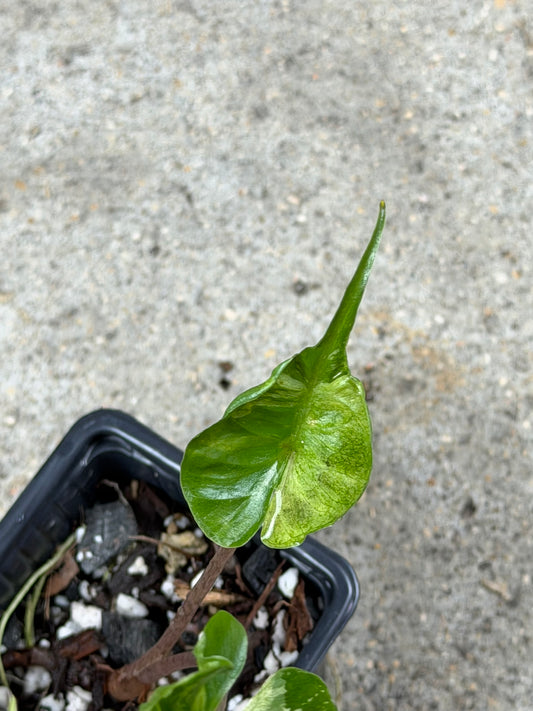 Alocasia Stingray Marble Mint