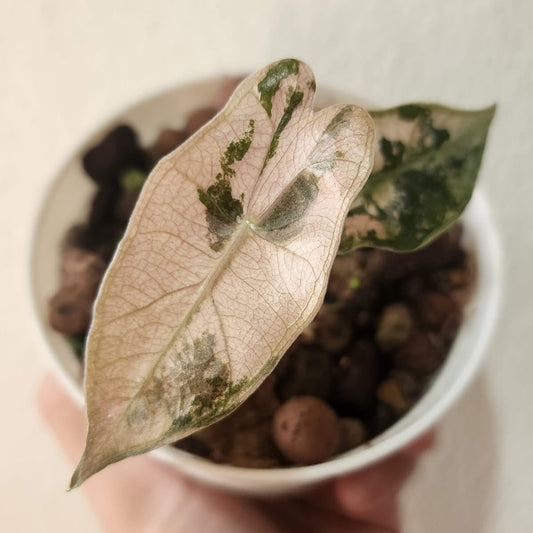Alocasia Sanderiana Bull Albo/Pink Variegata - Précommande Green and White Plants