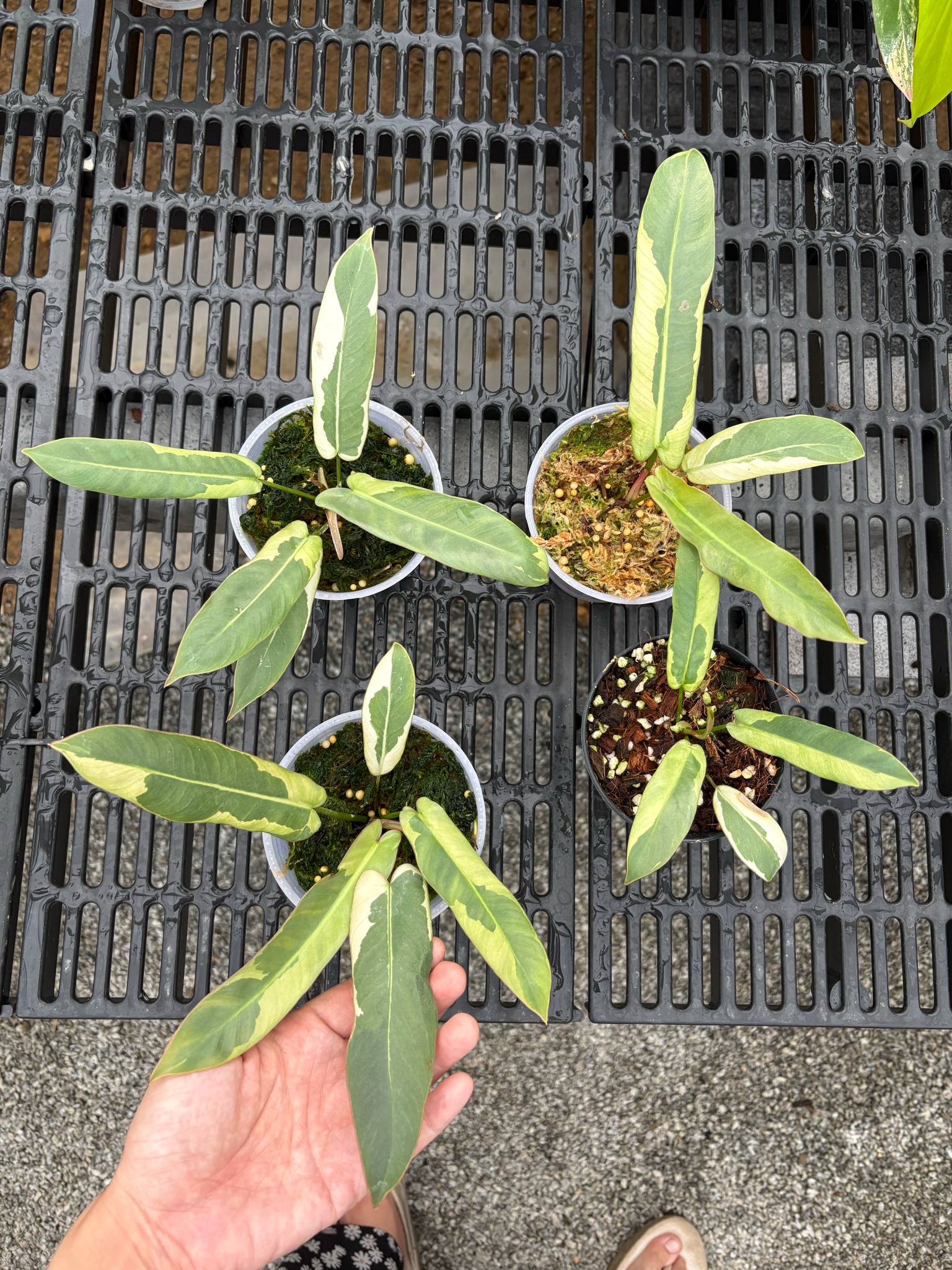 philodendron atabapoense variegated Philodendron Atabapoense Copy Variegated – Rare Tropical Plant – Green and White Plants