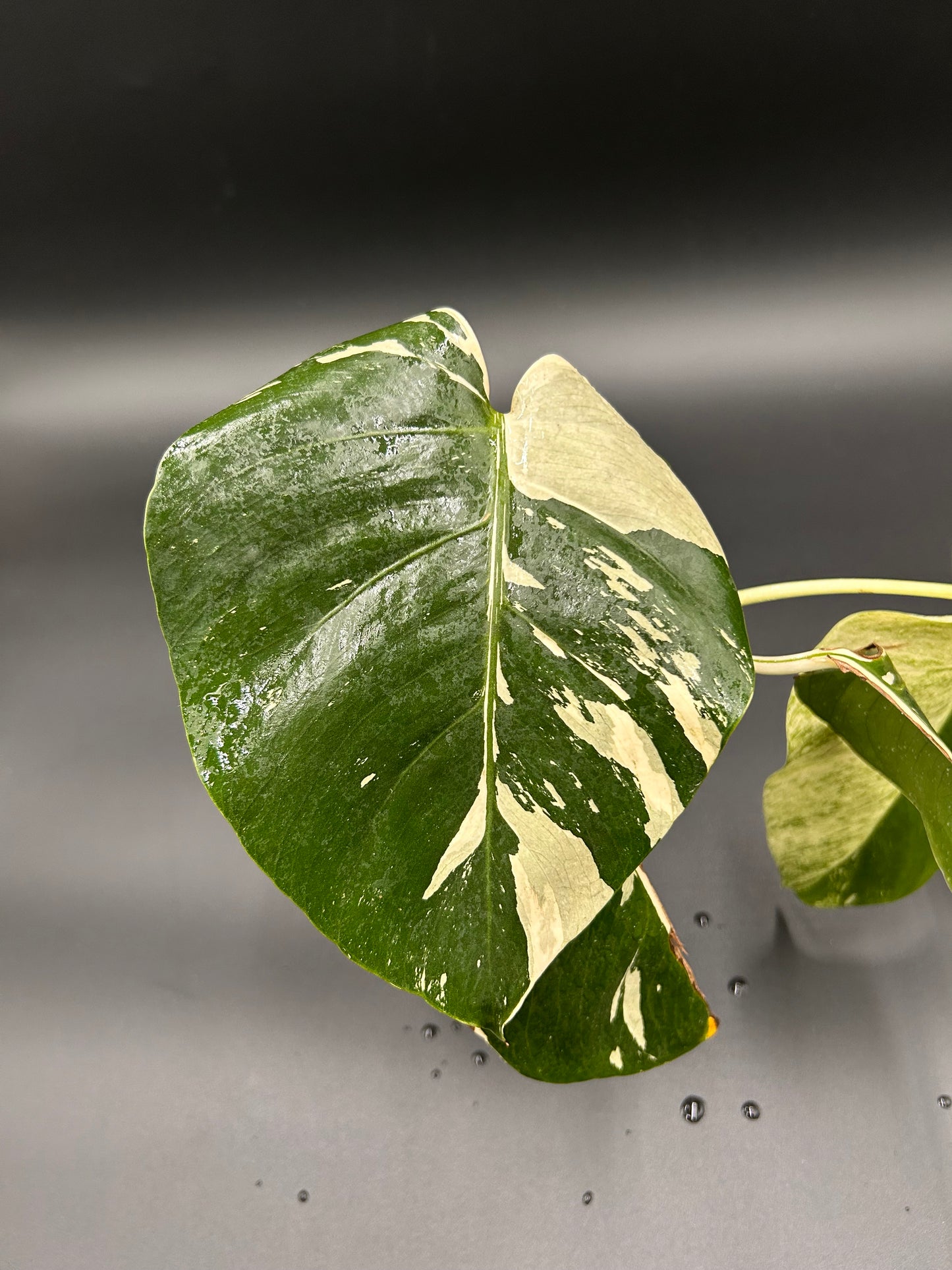 Monstera « Jungle Mint »