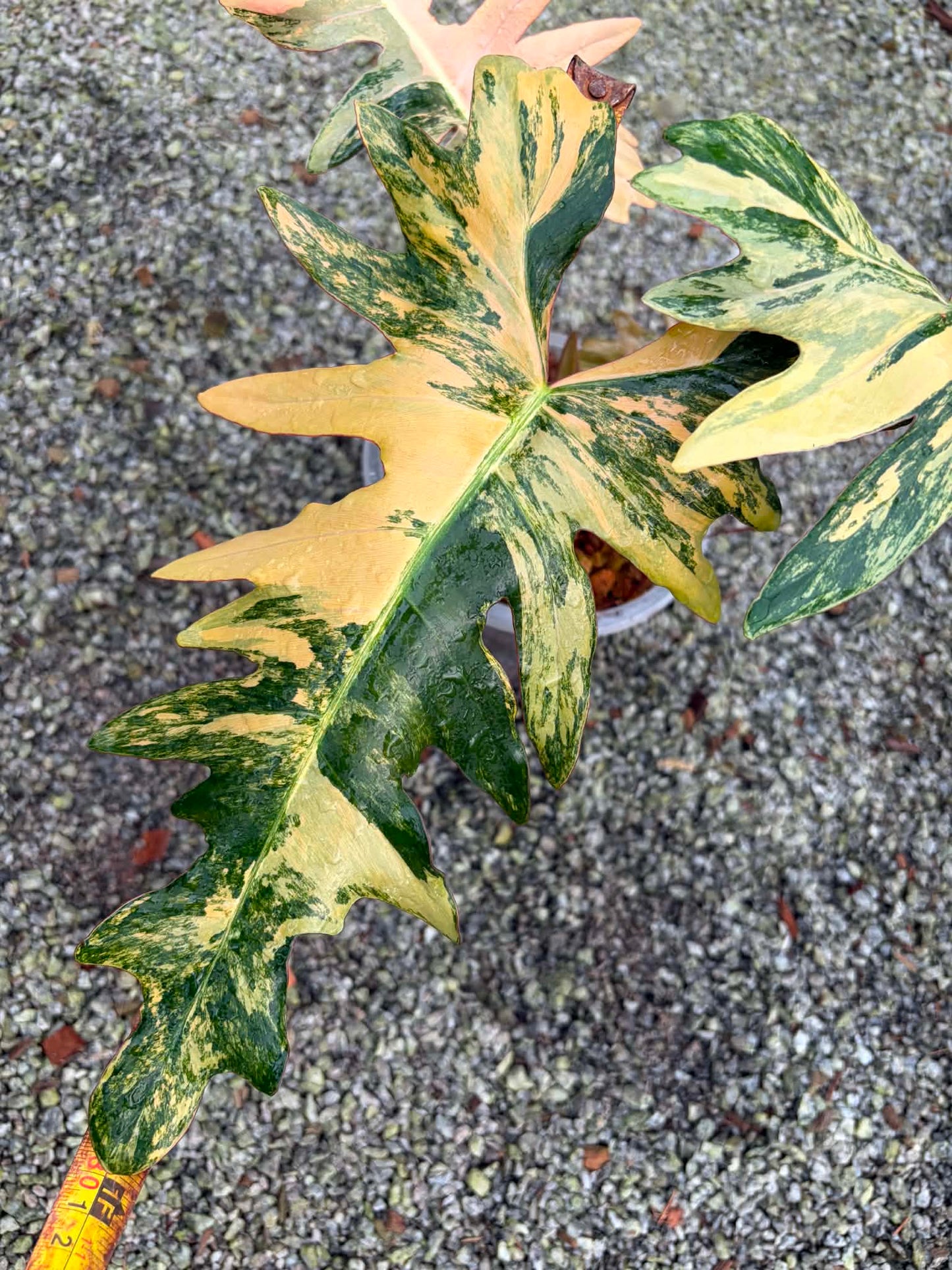 Philodendron Solene
