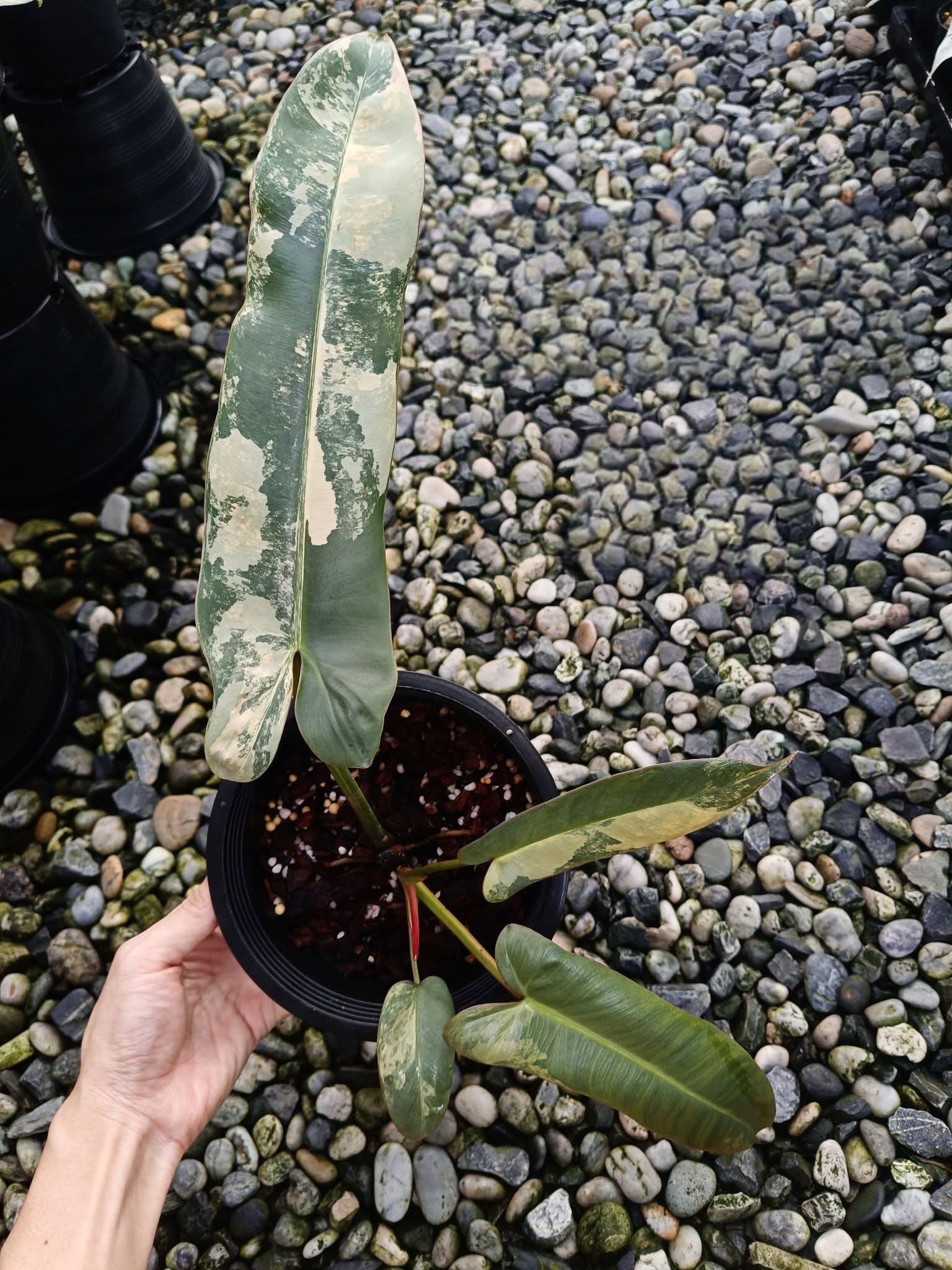 philodendron atabapoense variegated Philodendron Atabapoense Variegata – Rare Variegated Tropical Plant – Green and White Plants