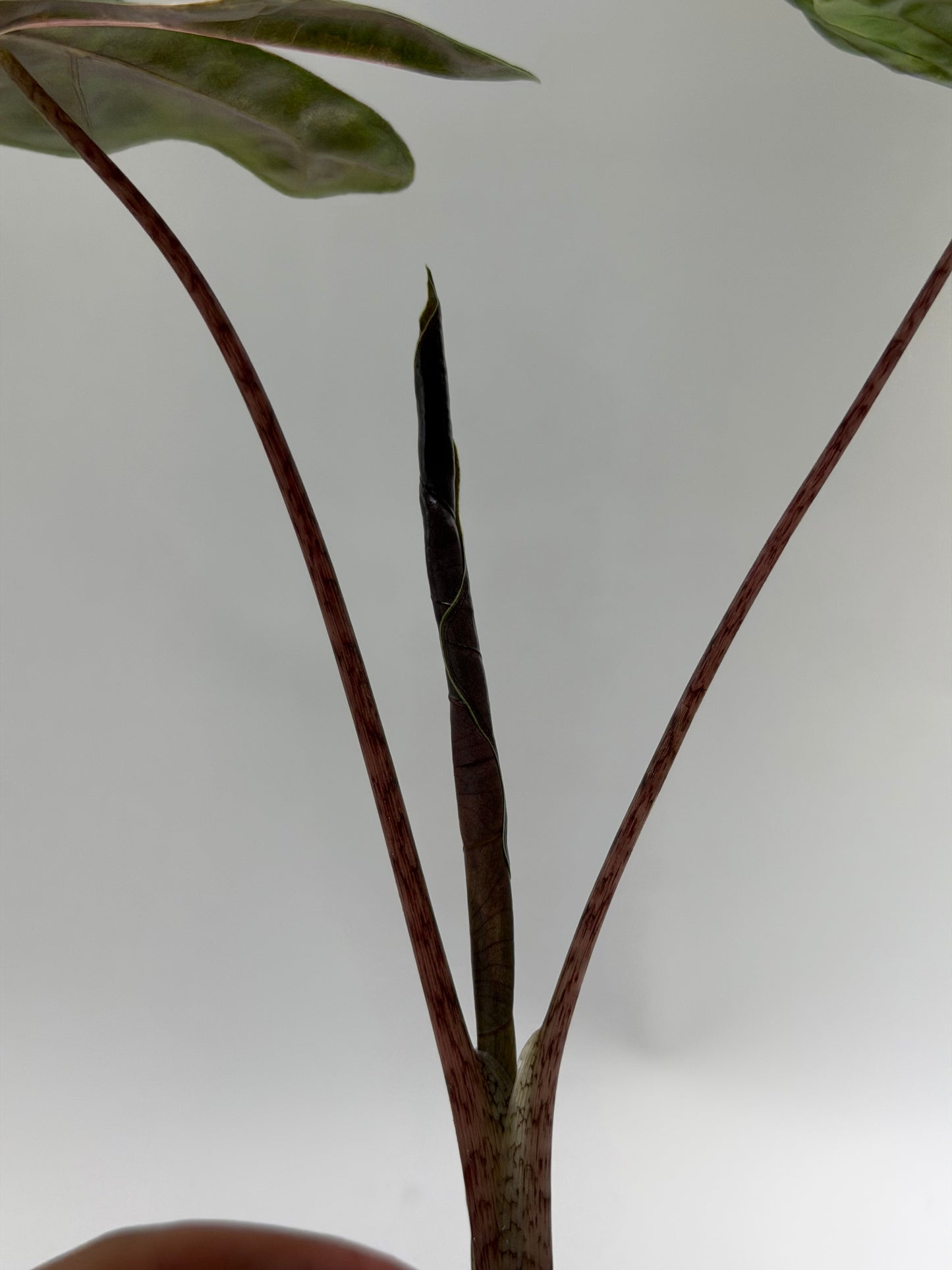 Alocasia Pseudo Sanderiana Pink