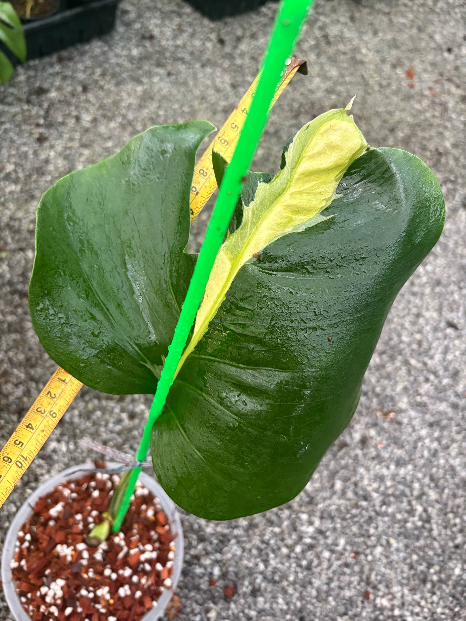 bouture monstera Sur Mesure - Monstera White Lava
