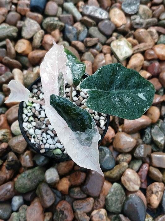 Alocasia Chantrieri Albo/Pink Variegata - Delivery 15 days