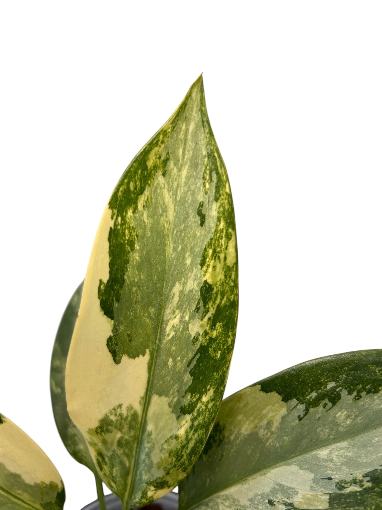Aglaonema Suvarnnaphumi Variegata Green and White Plants