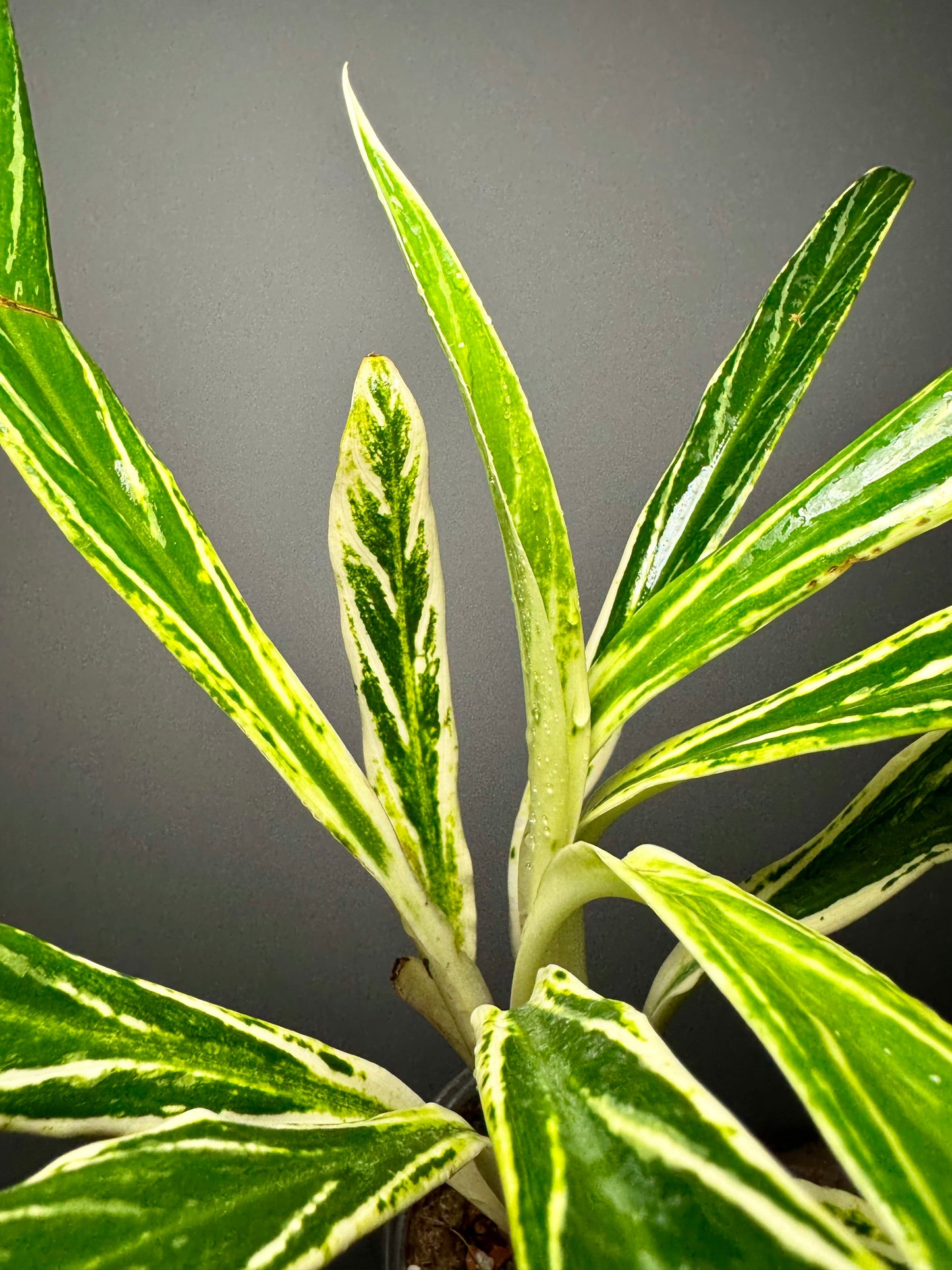 Aglaonema Setthee Ruangkhao Green and White Plants