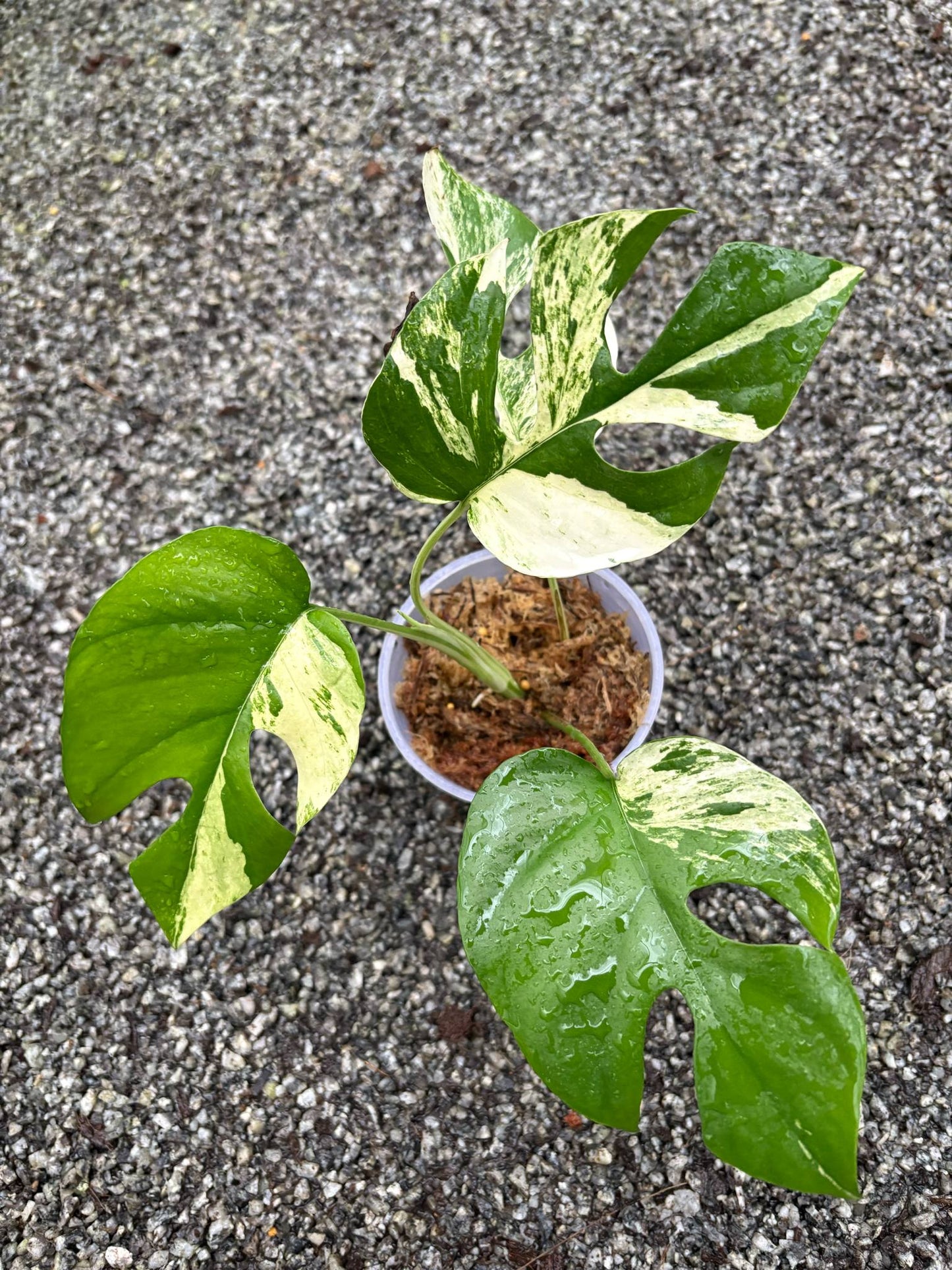 Raphidophora Tetrasperma Ginny Migma - Précommande Green and White Plants