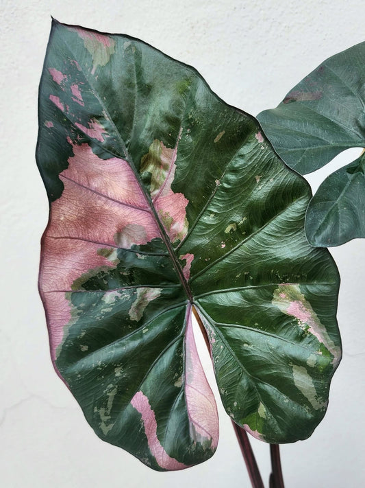 Alocasia Yucatan Princess Pink Variegata - Précommande Green and White Plants