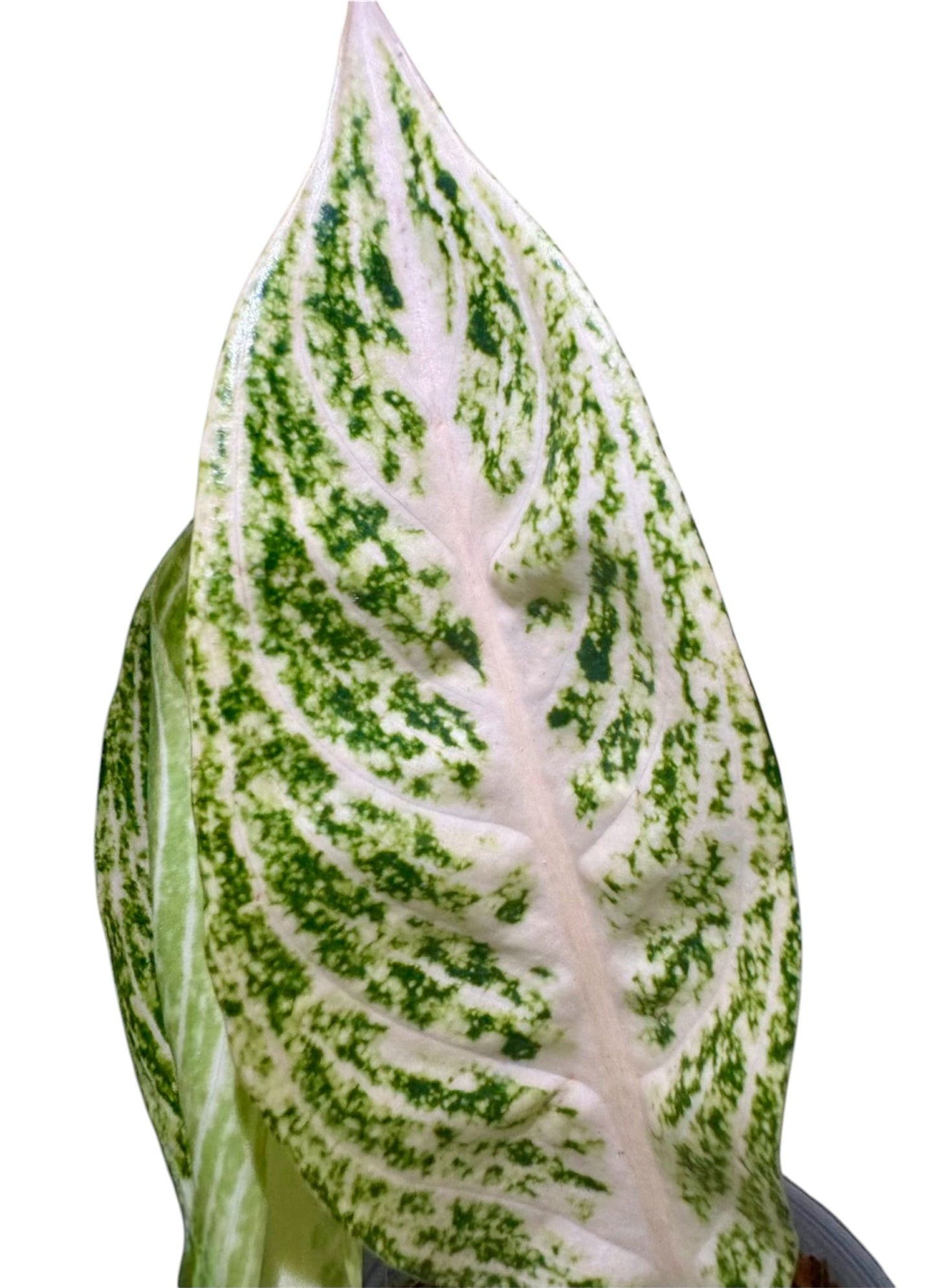 Aglaonema Legacy White Green and White Plants