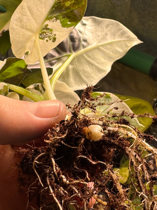 Alocasia Regal Shield Albo - Bulbe