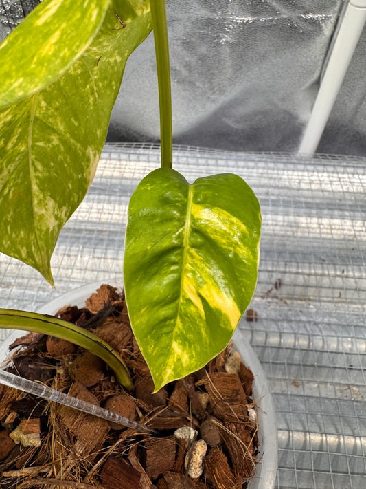 Epipremnun Pinnatum Gold Flame Variegata