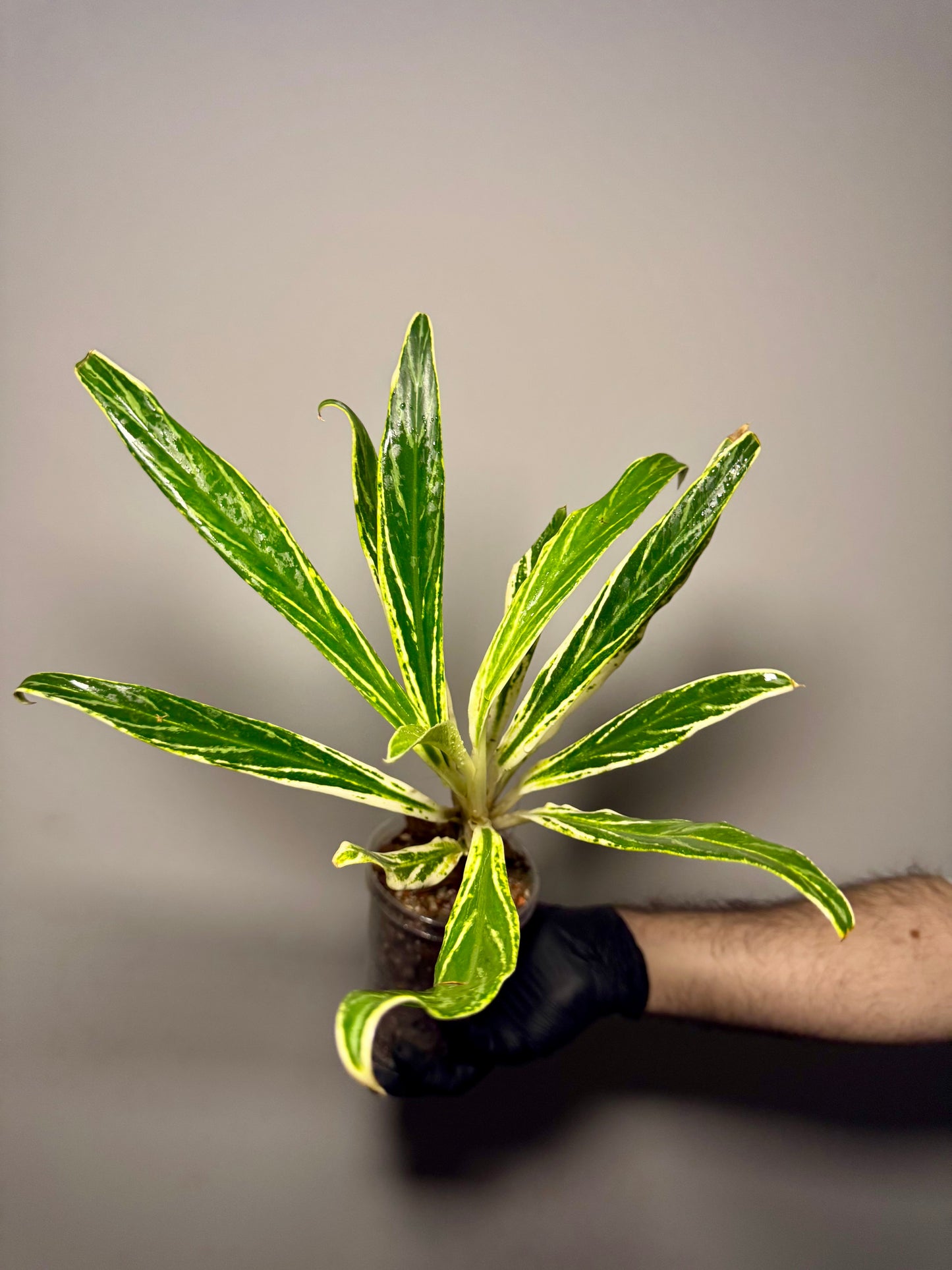 Aglaonema Setthee Ruangkhao Green and White Plants