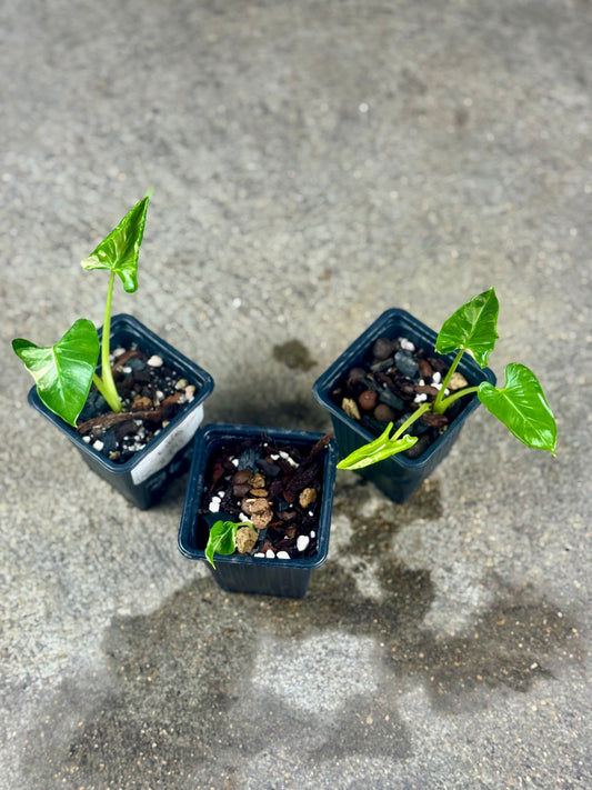 Alocasia Cucullata Crinkless Albo