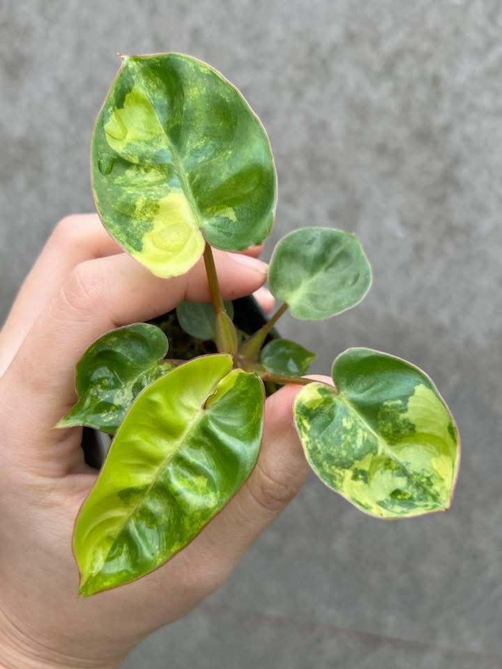 philodendron billietiae variegated price Philodendron Billietiae Variegata – Rare creamy yellow variegation – Green and White Plants