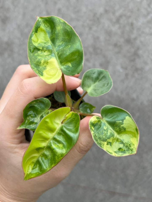 Philodendron Billietiae Variegata - Delivery 15 days