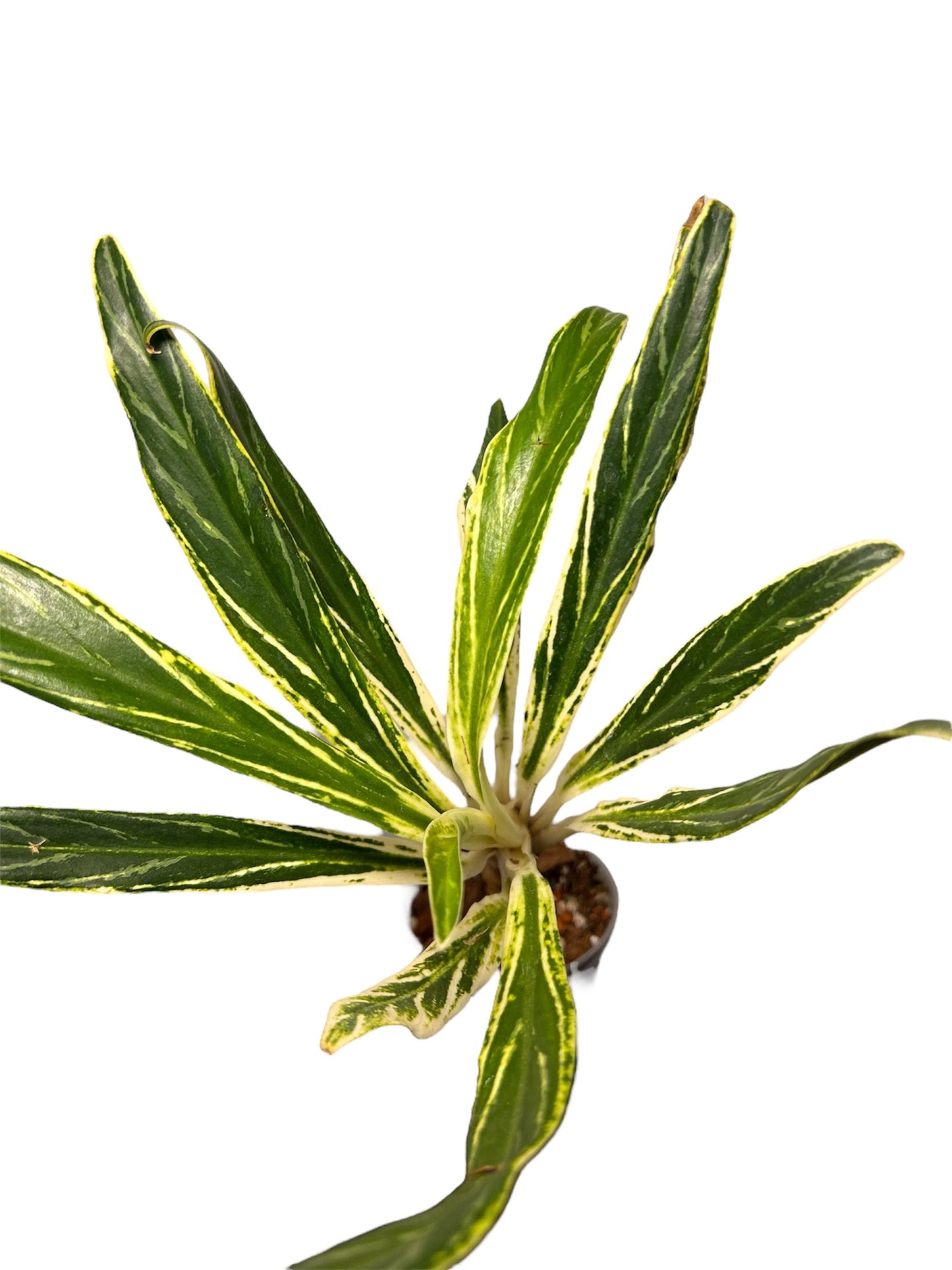 Aglaonema Setthee Ruangkhao Green and White Plants