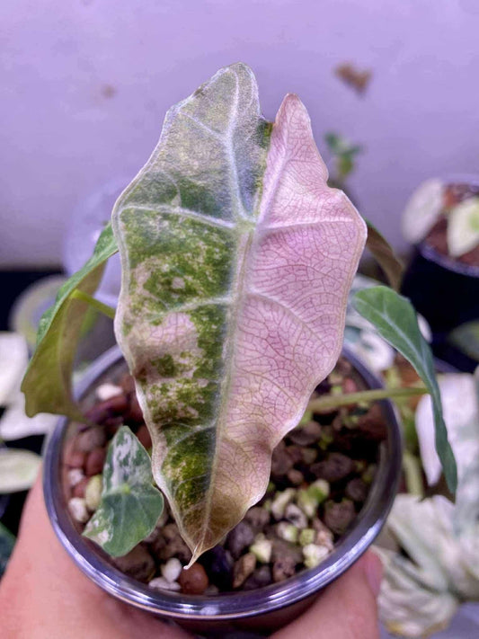 Alocasia Chantrieri Pink / Alocasia Sanderiana Bull - Sur Mesure
