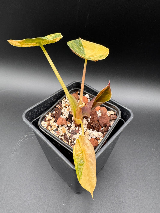 Alocasia Wentii Sunset