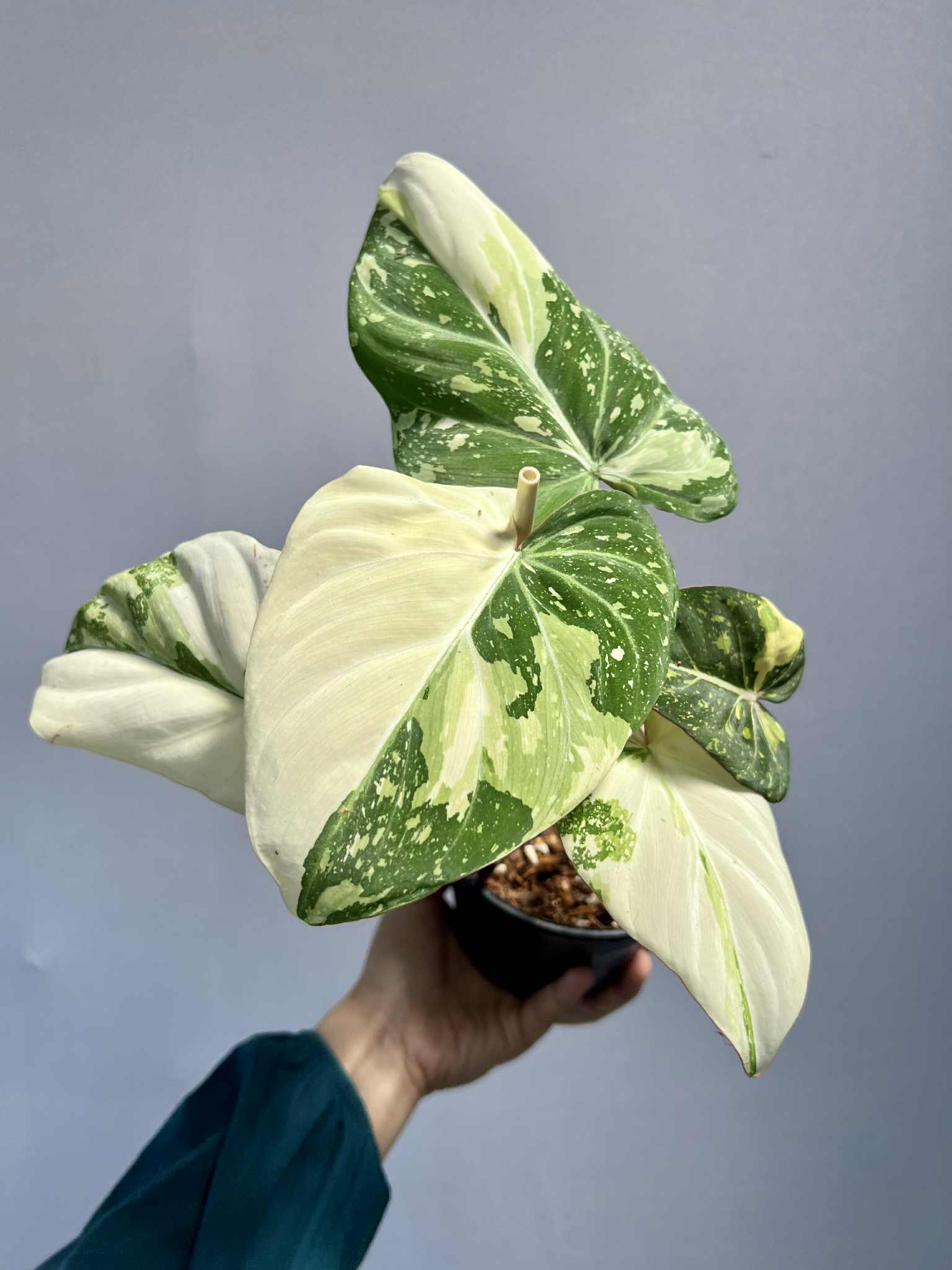 philodendron tricolor Philodendron Gloriosum Tricolor – Rare tropical plant – Green and White Plants