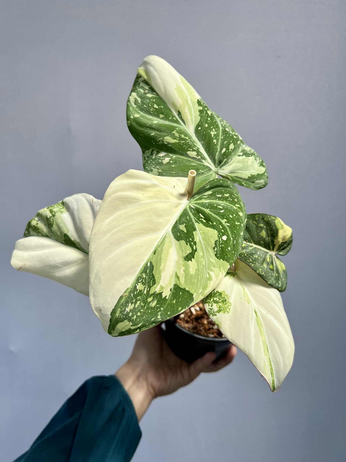Philodendron Gloriosum Tricolor - Livraison 30 jours