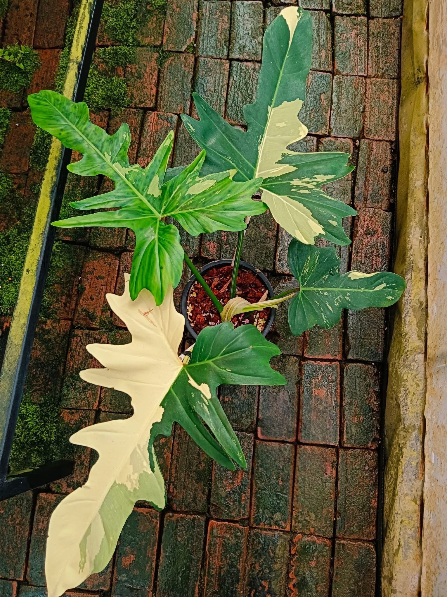 philodendron albo Philodendron Golden Dragon Albo – Rare White Variegation – Green and White Plants