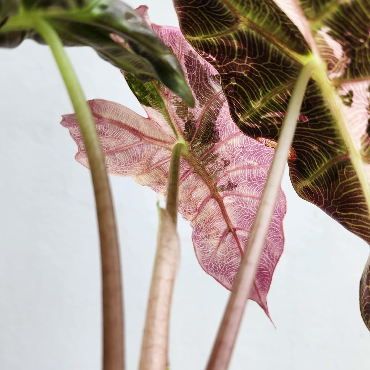 Alocasia Amazonica Albo/Pink Green and White Plants