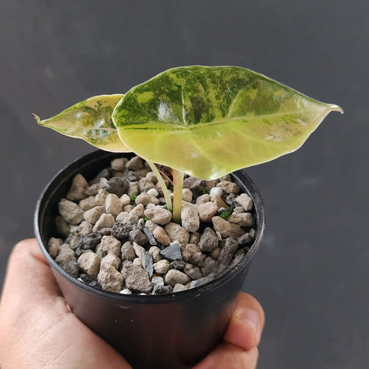 Alocasia Azlanii Aurea Green and White Plants