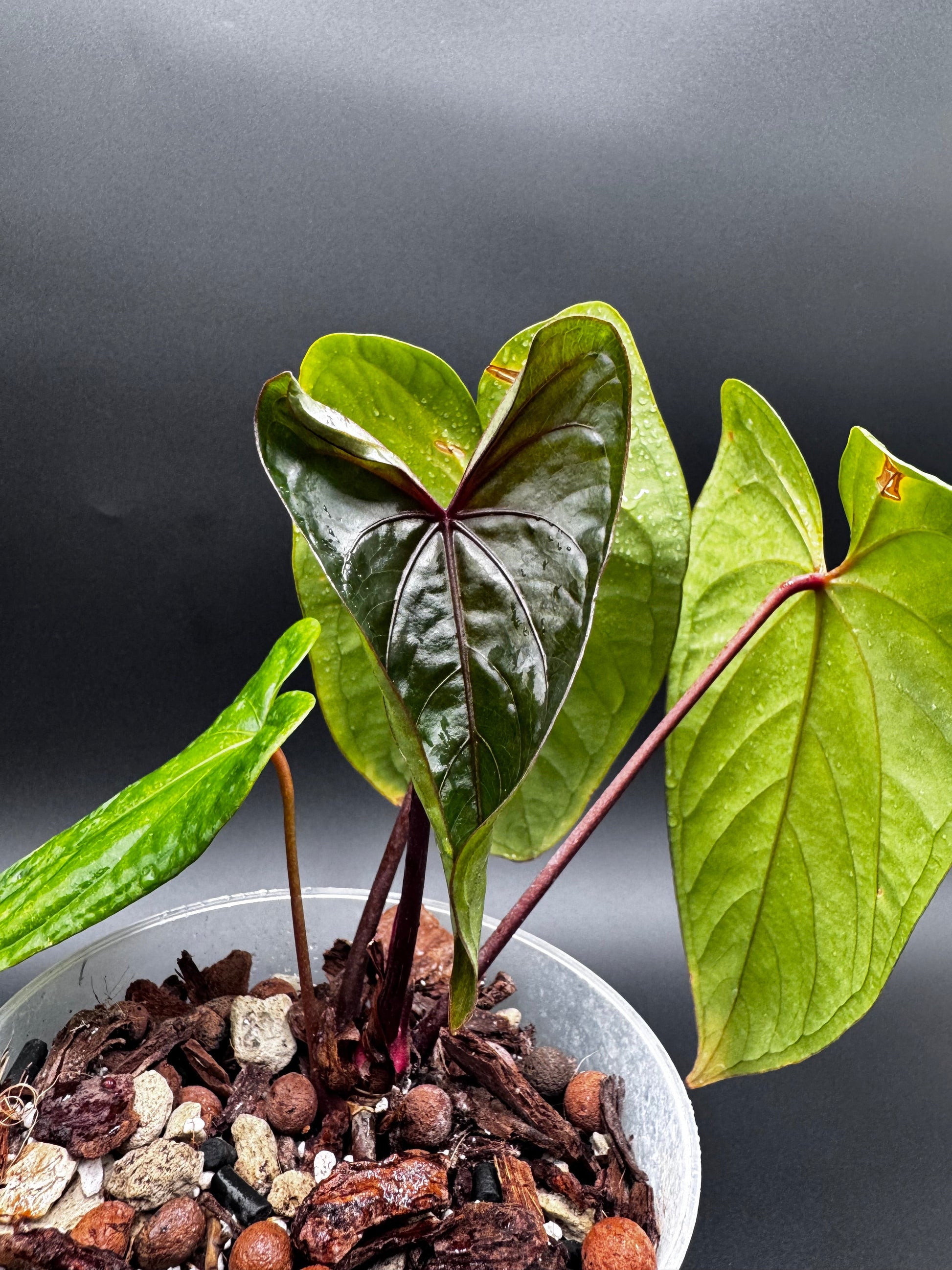 Anthurium Sagittatum x Red Dark Phoenix Green and White Plants