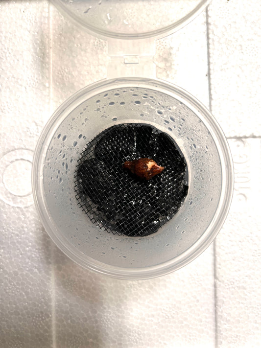 Alocasia Black Stem Albo Variegata - Bulbe