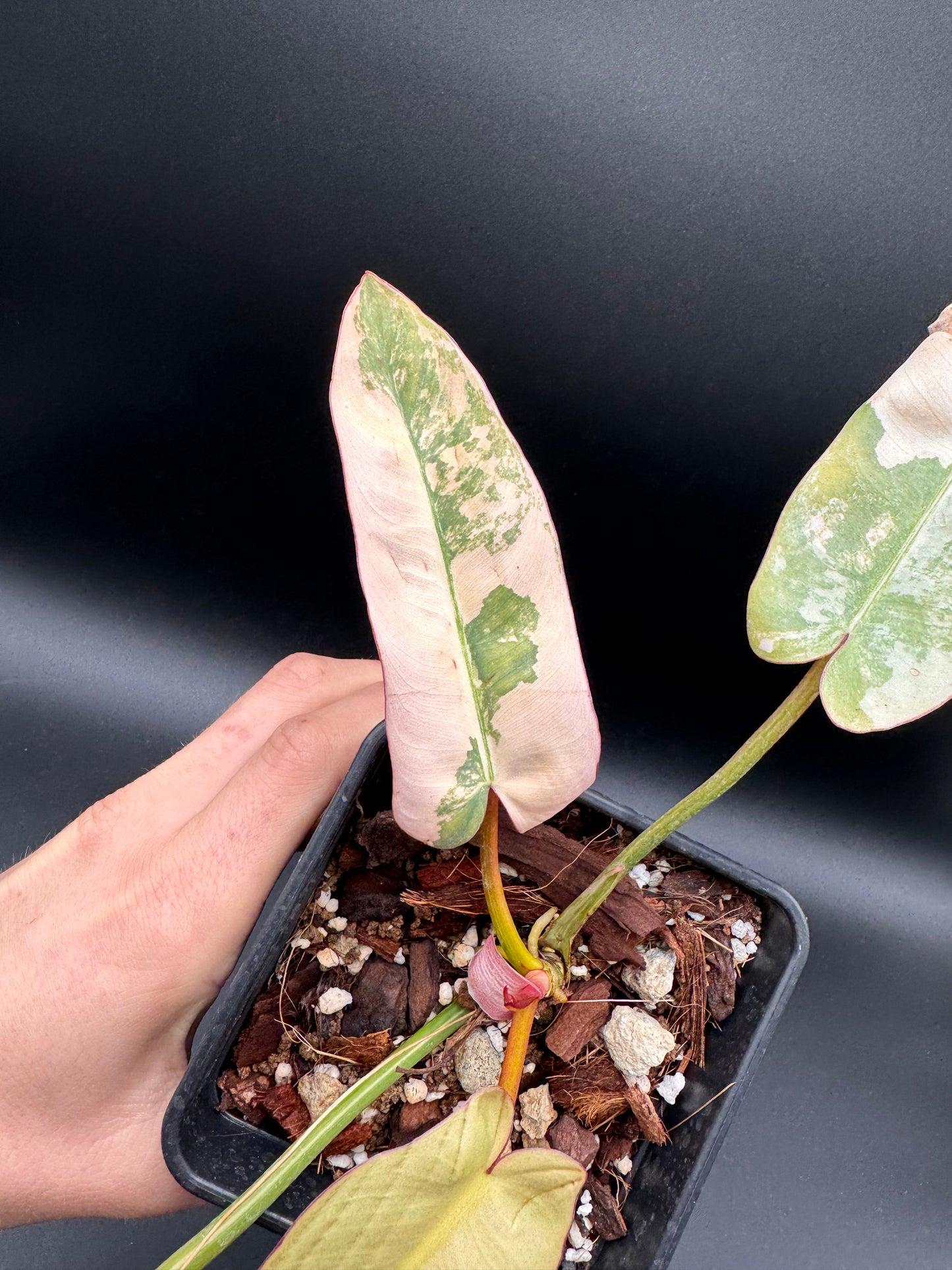 Philodendron Atabapoense Pink Variegata