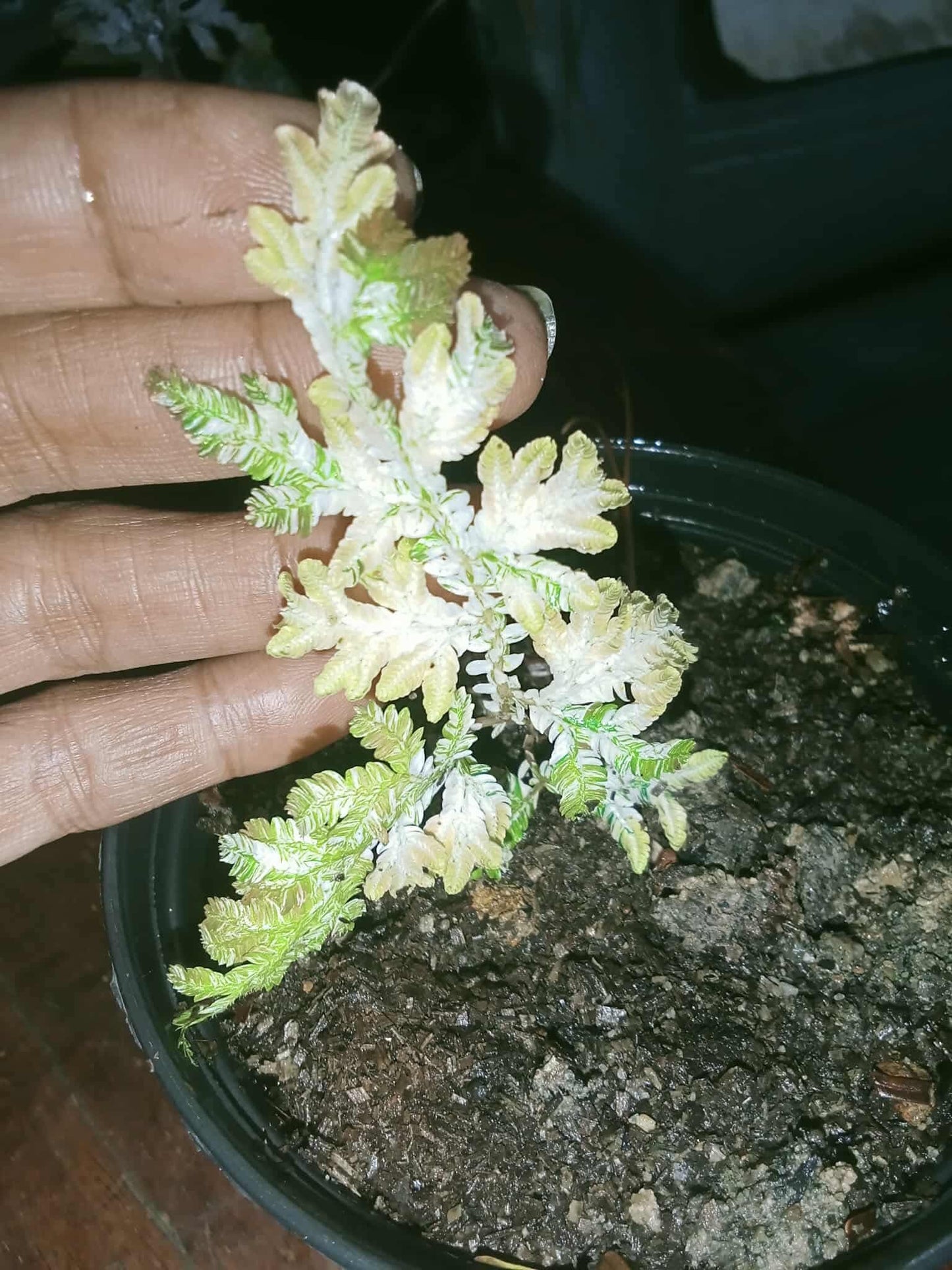 Mimosa Pudica Albo Variegata - Sur Mesure
