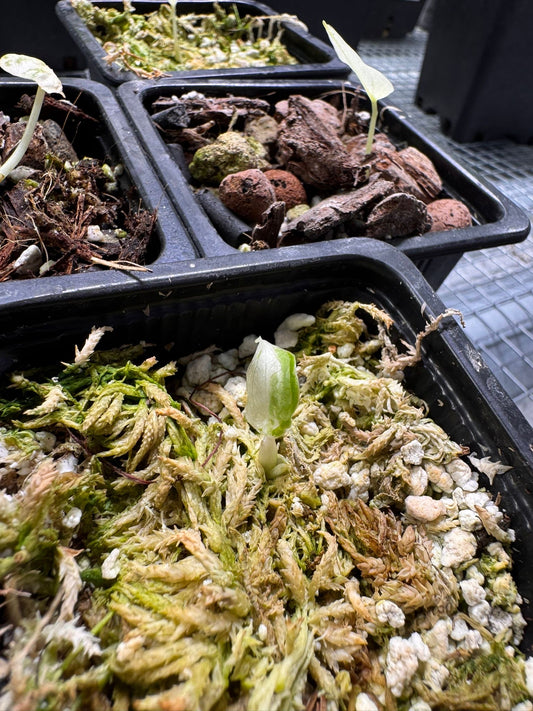 Alocasia Cuculatta « Wagyu » Albo Variegata - Tronçon (avec départ)