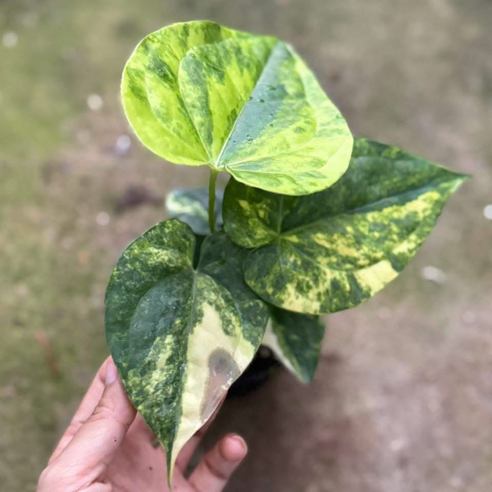Anthurium Heart of Luck Var
